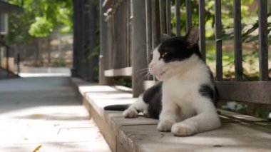 Evsiz, çok renkli kedi dışarıda oturuyor. Serseri hayvan kavramı