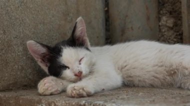 Çitin altında uyuyan evsiz kedi yavrusu. Serseri hayvan kavramı