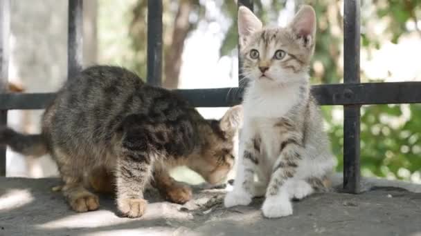 Два бездомных котенка играют под забором. Концепция бродячих животных — стоковое видео