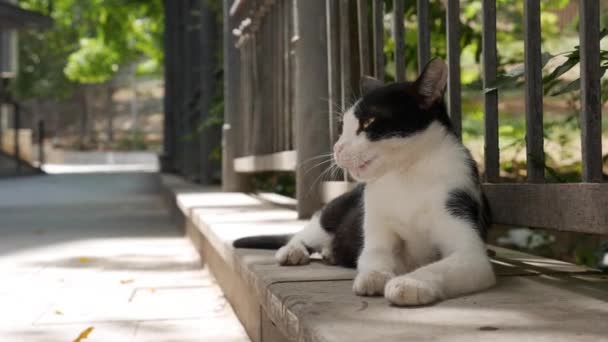 Бездомный разноцветный кот сидит снаружи. Концепция бродячих животных — стоковое видео