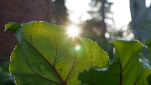 Sol brillando a través de la vegetación fresca en un jardín de granja — Vídeo de stock
