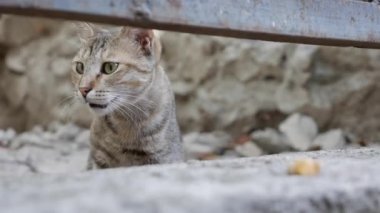 Evsiz, çok renkli kedi dışarıda yürüyor. Serseri hayvan kavramı