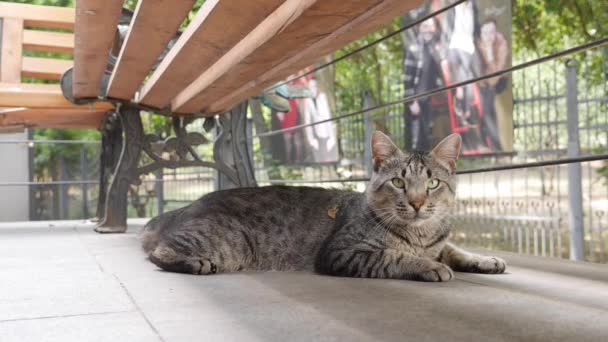 O gato multicolorido sem-abrigo senta-se lá fora. Conceito de animais vadios — Vídeo de Stock