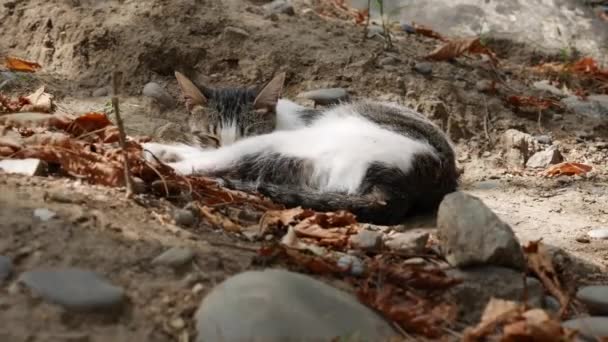 Obdachlose Kätzchen schlafen unter dem Zaun. Konzept der streunenden Tiere — Stockvideo