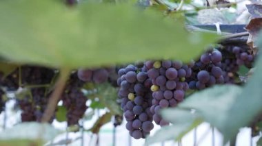 Olgun Isabella üzümü ya da Vitis labrusca dalı. Dedikodular için sonbahar hasat zamanı. Yüksek kalite 4k görüntü