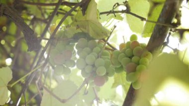 Çiğ yeşil üzüm dalına yakın dur. Tarım arazilerinde sonbahar hasat üzümü.