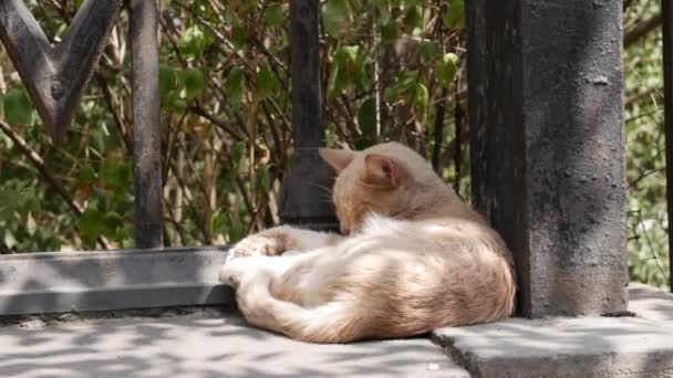 Άστεγη γάτα κοιμάται κάτω από το φράχτη. Έννοια των αδέσποτων ζώων — Αρχείο Βίντεο