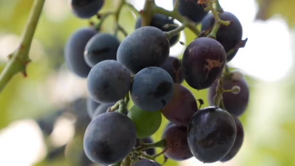 Nahaufnahme von Zweigen reifer schwarzer Trauben. Weinlese im Herbst auf landwirtschaftlichen Flächen. — Stockvideo