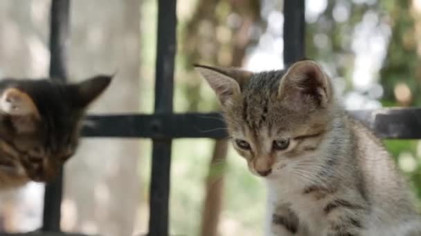 Twee dakloze kittens spelen onder het hek. Begrip zwerfdieren — Stockvideo