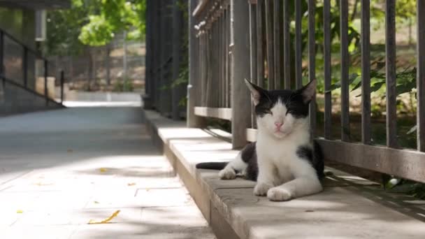 Dakloze veelkleurige kat zit buiten. Begrip zwerfdieren — Stockvideo