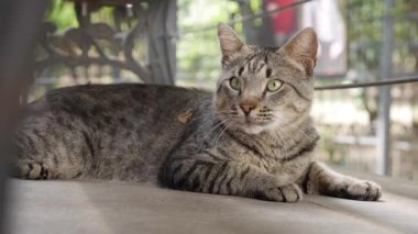 Evsiz, çok renkli kedi dışarıda oturuyor. Serseri hayvan kavramı