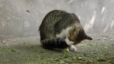 Evsiz, çok renkli kedi dışarıda oturuyor. Serseri hayvan kavramı