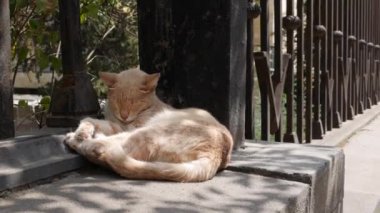 Çitin altında uyuyan evsiz bir kedi. Serseri hayvan kavramı