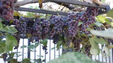 Olgun Isabella üzümü ya da Vitis labrusca dalı. Asma için sonbahar hasat zamanı.