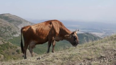 Dağlarda otlayan inek. Tarım arazisi, çayır otlağı. Otlakta yaşayan hayvanlar. Kırsal, köy.