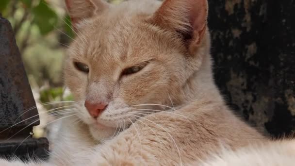 Homeless cat sits outside. Concept of stray animals — Stock Video