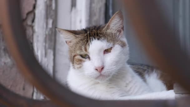 Obdachlose bunte Katze sitzt draußen. Konzept der streunenden Tiere — Stockvideo