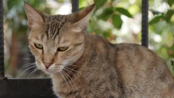 Venku sedí mnohobarevná kočka bez domova. Koncept toulavých zvířat — Stock video