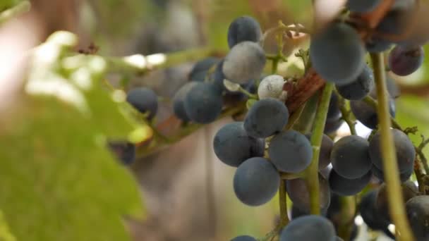 Close up of branch of ripe black grapes. Autumn harvest grapevine in farmland. — Stock Video