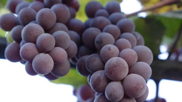 Branch of ripe Isabella grapes or Vitis labrusca. Autumn harvest time for grapevine. — Stock Video