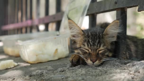 Бездомный котёнок спит под забором. Концепция бродячих животных — стоковое видео