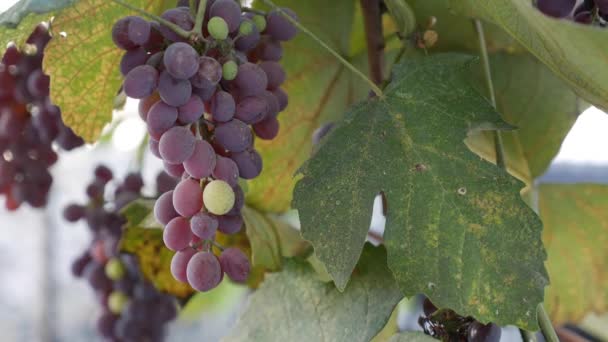 Tak van rijpe Isabella druiven of Vitis labrusca. Herfst oogsttijd voor wijnstokken. — Stockvideo