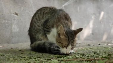 Evsiz, çok renkli kedi dışarıda oturuyor. Serseri hayvan kavramı