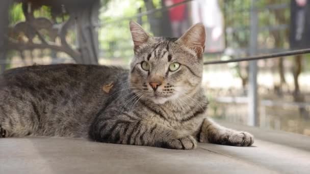 Gato multicolor sin hogar se sienta afuera. Concepto de animales callejeros — Vídeo de stock
