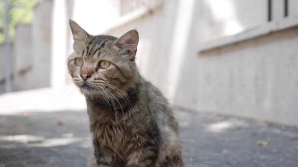 O gato multicolorido sem-abrigo senta-se lá fora. Conceito de animais vadios — Vídeo de Stock