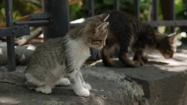 Pod plotem si hrají dvě koťátka bez domova. Koncept toulavých zvířat — Stock video