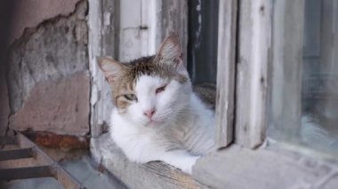 Evsiz, çok renkli kedi dışarıda oturuyor. Serseri hayvan kavramı