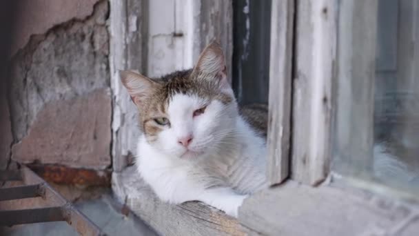 Venku sedí mnohobarevná kočka bez domova. Koncept toulavých zvířat — Stock video
