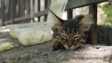 Çitin altında uyuyan evsiz kedi yavrusu. Serseri hayvan kavramı