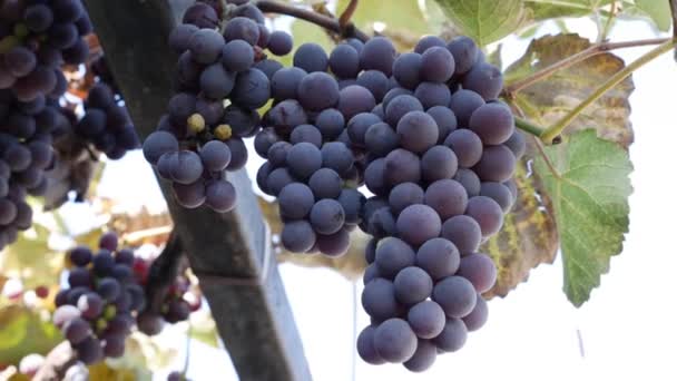 Ramo de uvas maduras Isabella o Vitis labrusca. Tiempo de cosecha de otoño para la vid. — Vídeos de Stock