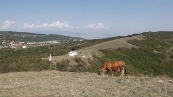 Cow grazing in mountains. Agriculture field, pasturing on meadow. Animals in pasture farming. Countryside, village — Stock Video
