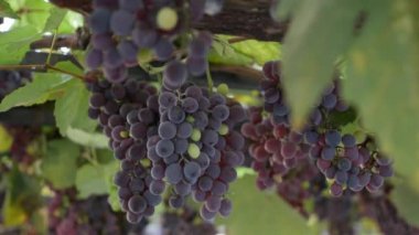 Olgun Isabella üzümü ya da Vitis labrusca dalı. Asma için sonbahar hasat zamanı.