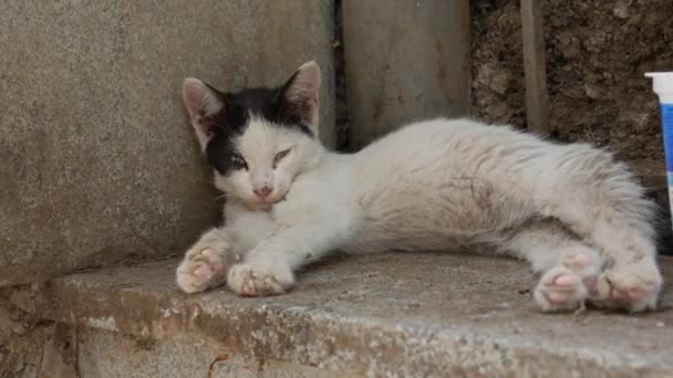 Gatito sin hogar durmiendo bajo la valla. Concepto de animales callejeros — Vídeos de Stock