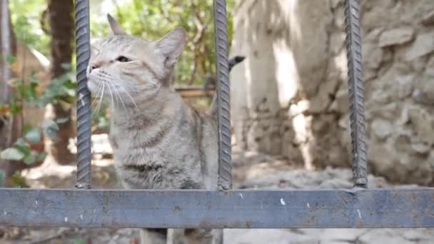 Evsiz, çok renkli kedi dışarıda yürüyor. Serseri hayvan kavramı — Stok video