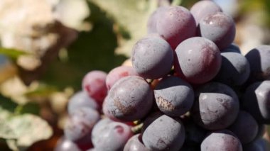 Olgun Isabella üzümü ya da Vitis labrusca dalı. Asma için sonbahar hasat zamanı.