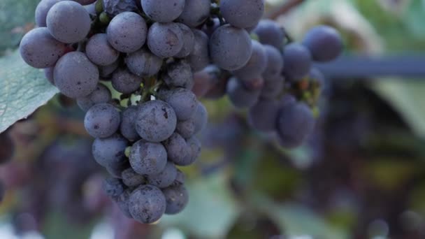 Cabang anggur Isabella matang atau Vitis labrusca. Musim gugur waktu panen untuk anggur. — Stok Video