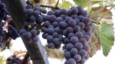 Olgun Isabella üzümü ya da Vitis labrusca dalı. Asma için sonbahar hasat zamanı.