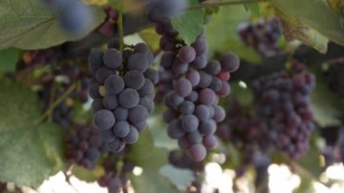 Olgun Isabella üzümü ya da Vitis labrusca dalı. Asma için sonbahar hasat zamanı.