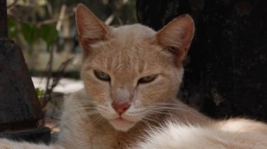Uykucu evsiz kedi kameraya bakıyor. Serseri hayvan kavramı