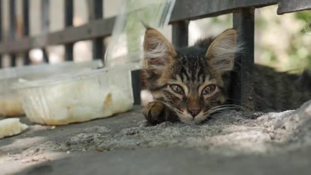 Slaperig dakloze katje kijkend naar de camera. Begrip zwerfdieren — Stockvideo