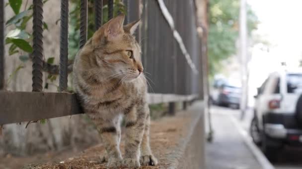 Gato multicolor sin hogar se sienta afuera. Concepto de animales callejeros — Vídeo de stock