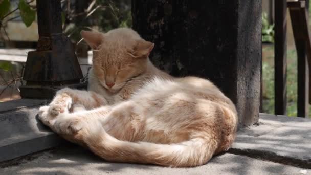 Hajléktalan macska alszik a kerítés alatt. A kóbor állatok fogalma — Stock videók