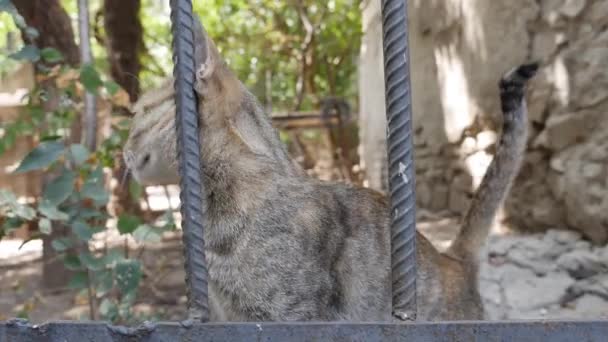 Dakloze veelkleurige kat loopt naar buiten. Begrip zwerfdieren — Stockvideo