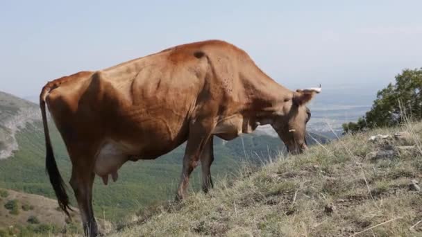 Cow grazing in mountains. Agriculture field, pasturing on meadow. Animals in pasture farming. Countryside, village — Stock Video