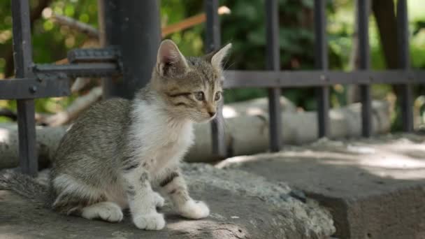 Hemlösa kattungar sitter under stängslet. Begreppet herrelösa djur — Stockvideo