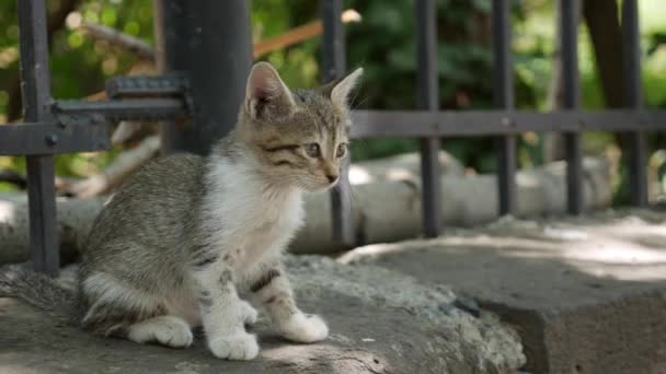 Dakloos katje zit onder het hek. Begrip zwerfdieren — Stockvideo